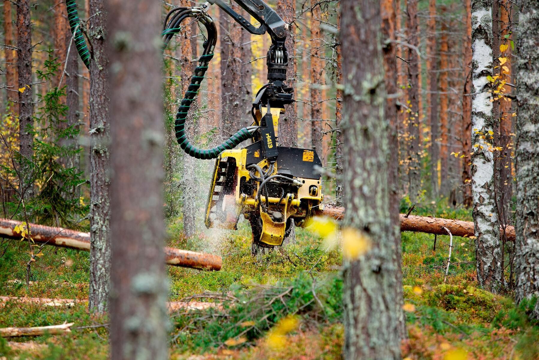 Hög efterfrågan gör att Sveaskog höjer priserna på timmer i Norr- och Västerbotten medan massavedspriset ligger still.