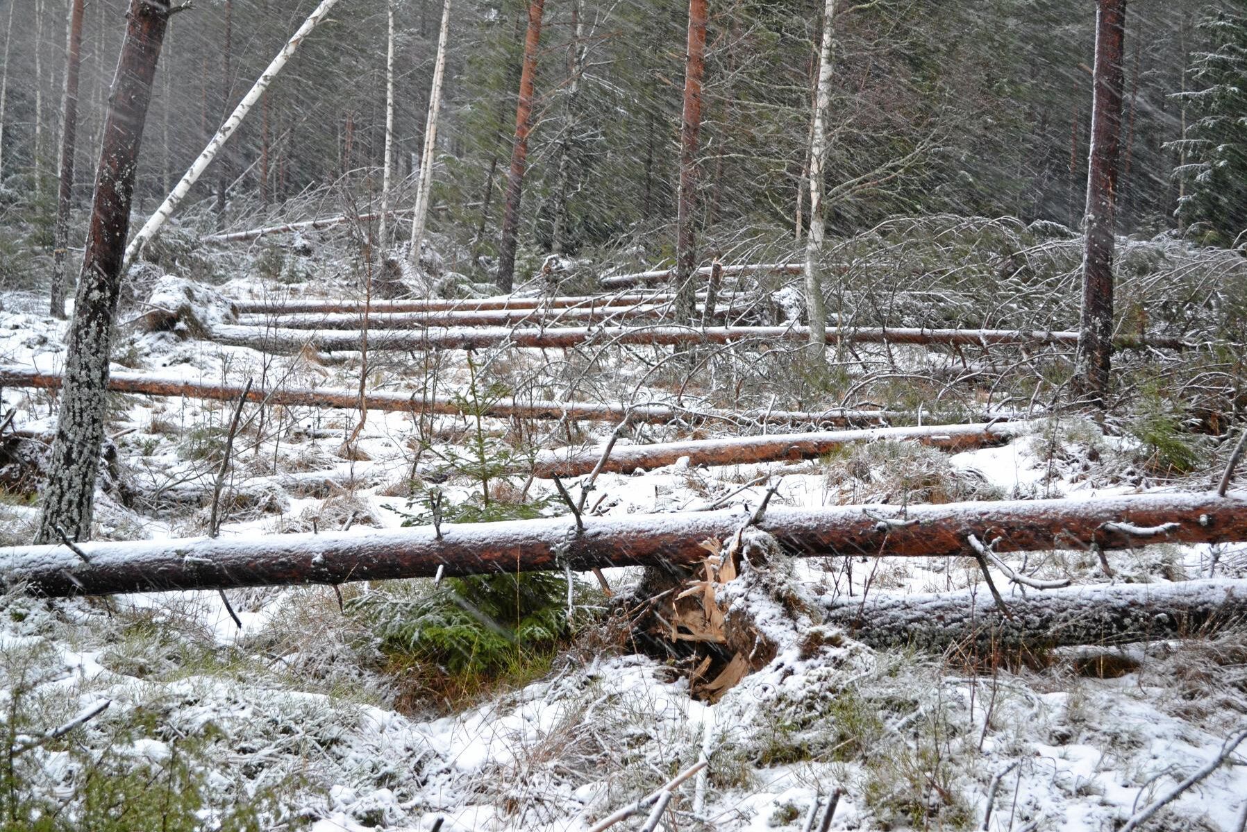 Vattenfalls kostnader för stormen Alfrida var 850 miljoner kronor under det första kvartalet. Trots det ökade företagets resultat med drygt 2 miljarder kronor.