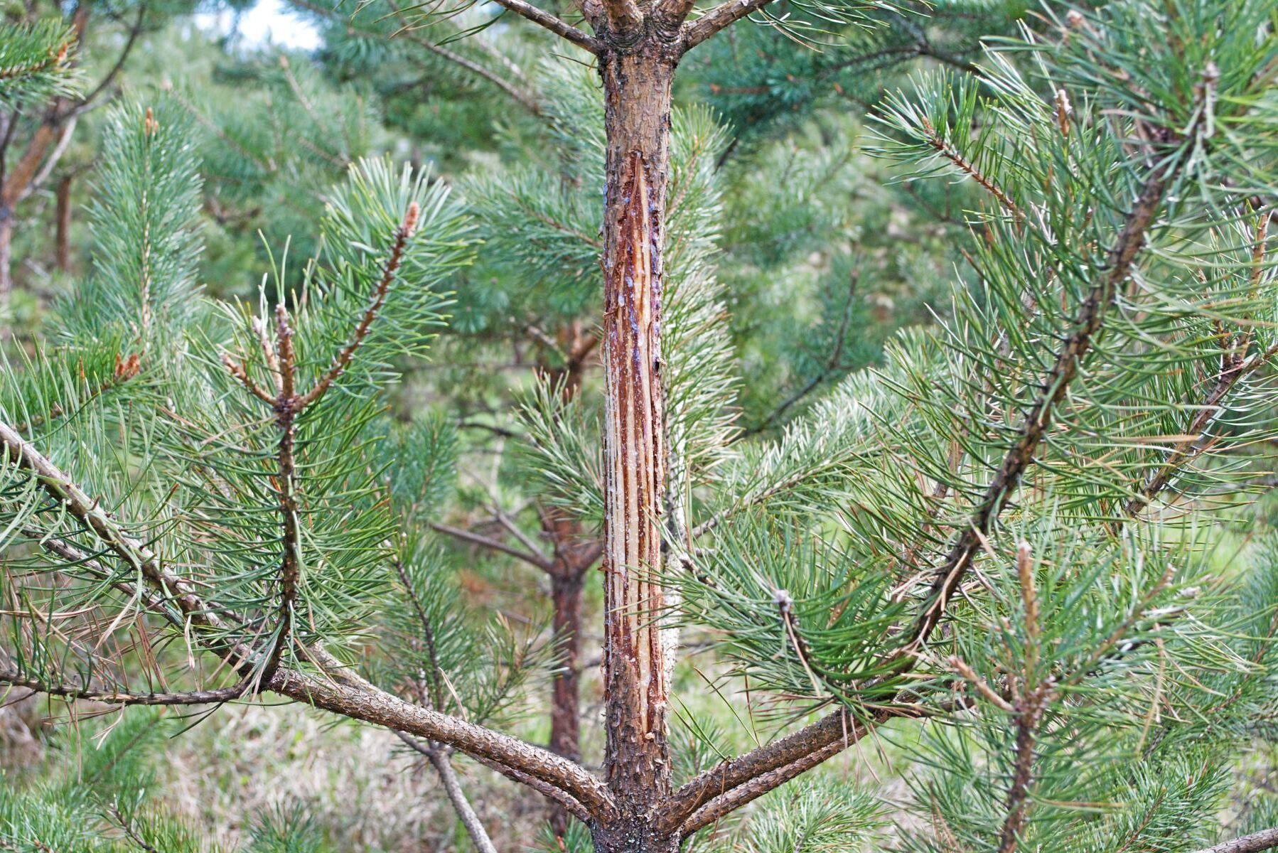 För att minska betestrycket på tall drar Skogsstyrelsen i gång projektet Mera tall i Halland.