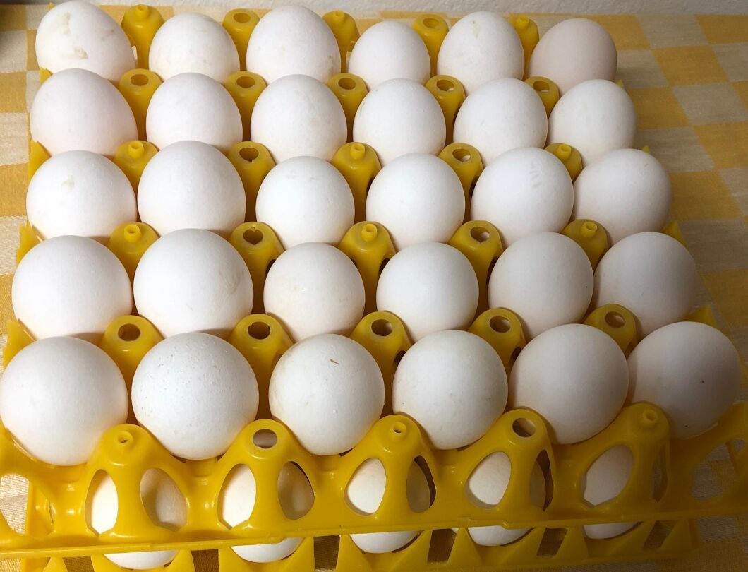 Om lagen går igenom måste individerna könsbestämmas redan på äggstadiet.