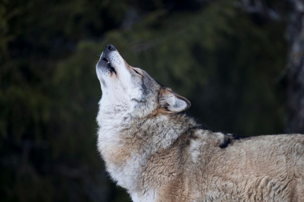 Nyligen har får angripits av varg i Tyringe och Ravlunda i Skåne, men länsstyrelsen säger nej till skyddsjakt (arkivbild).