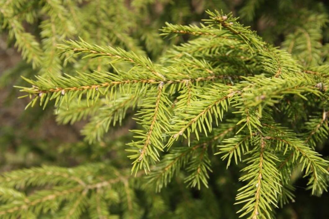 300 kronor värderades den skadade skogen med tallplantor och smågran.
