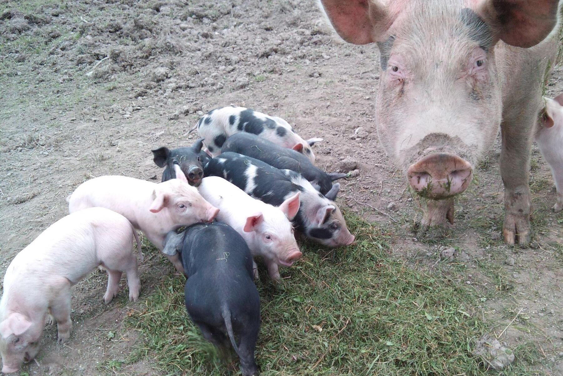 Kilopriset på ekogriskött har minskat kraftigt i Danmark.