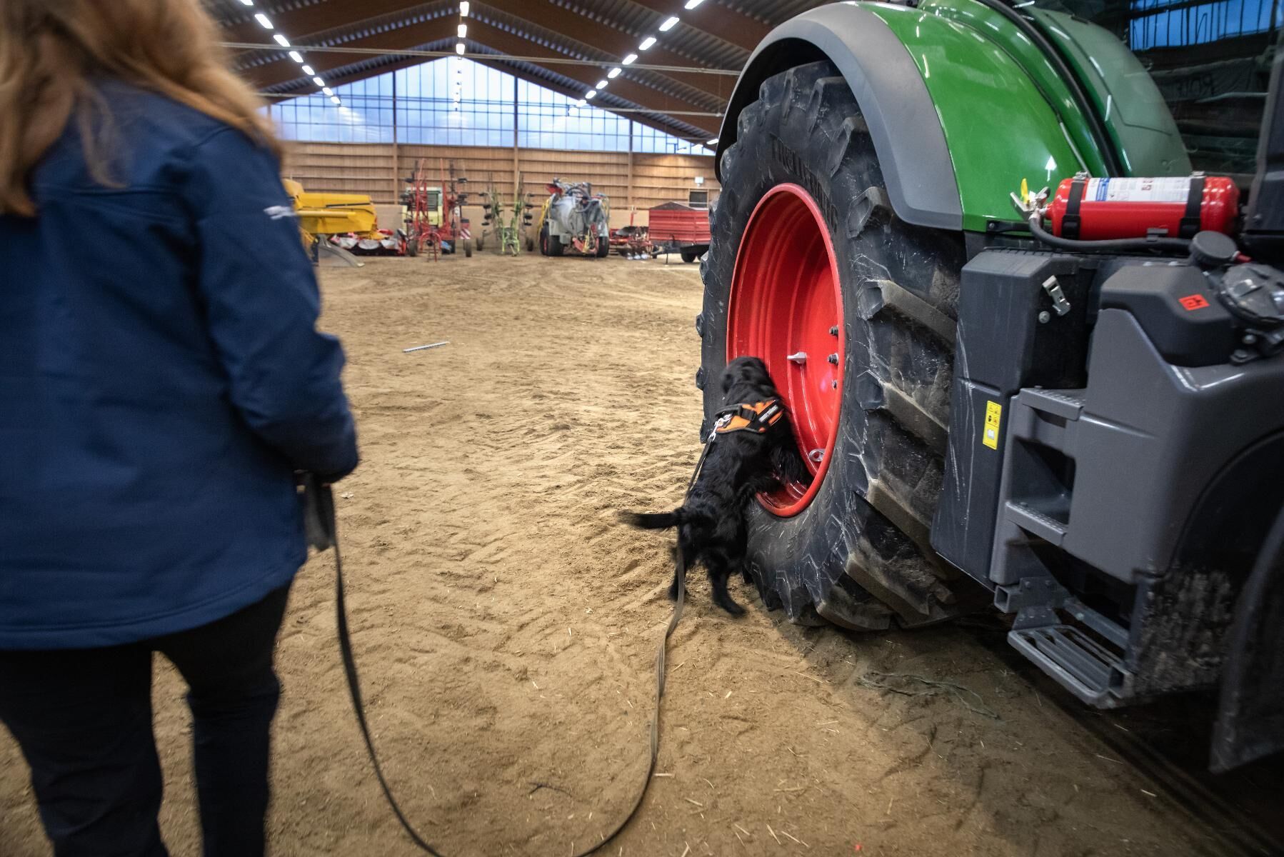 Matte Elin Karlsson har placerat ut små doftande bitar på traktorn och jaktcockerspanieln Alex gör allt för att hitta dem.