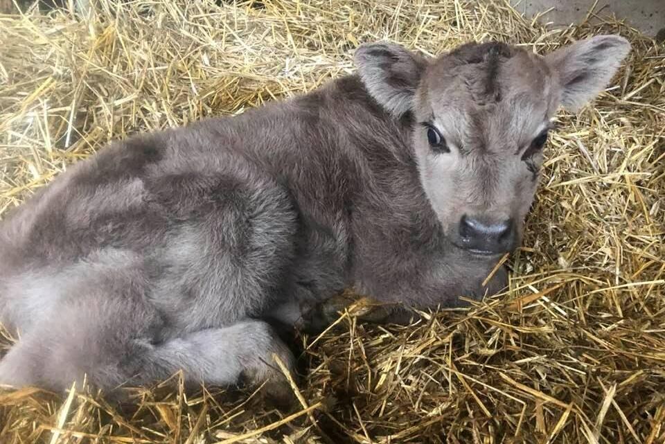 Tjurkalvens päls har en ovanlig blågrå nyans.