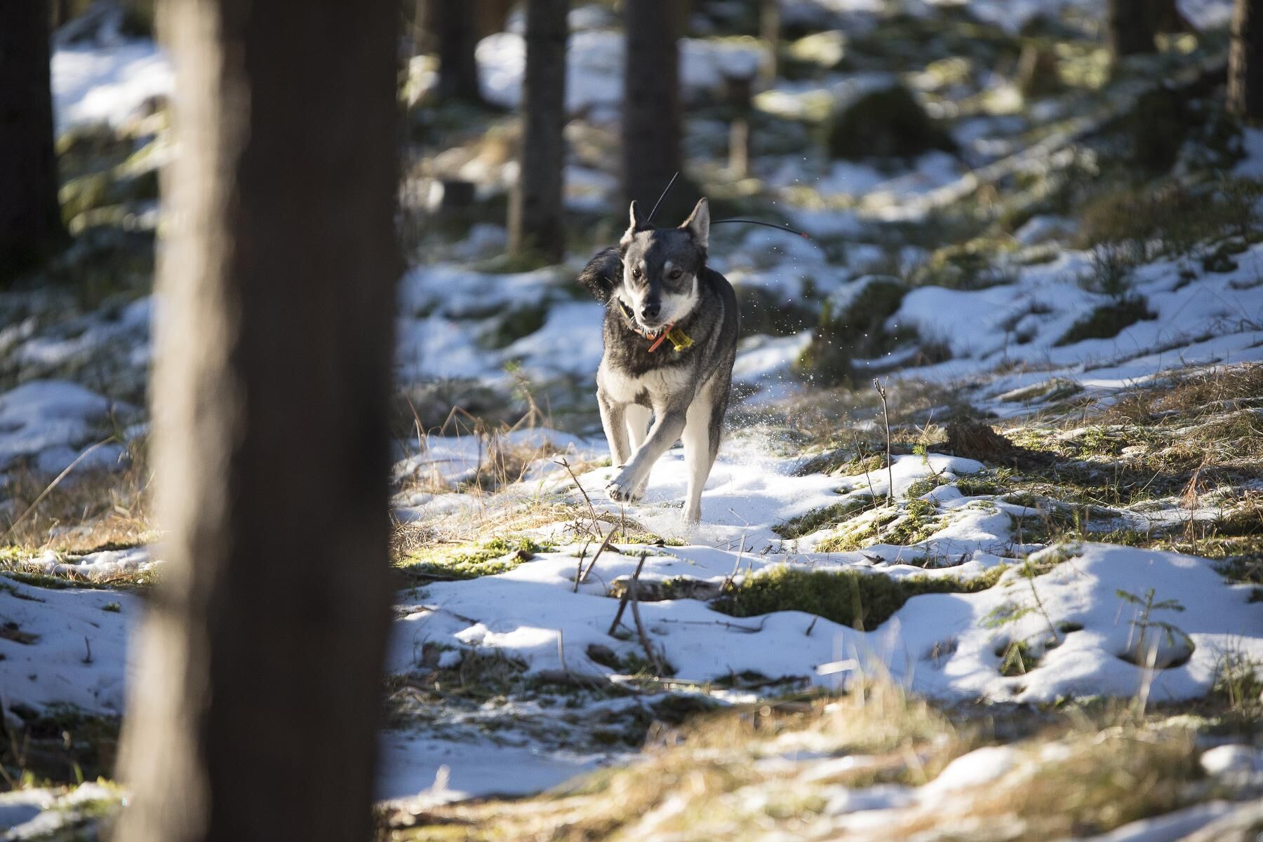 Virpi på väg efter en sökrunda. Att älghunden håller kontakt med hundföraren under jakten mellan sökrundorna är viktigt.