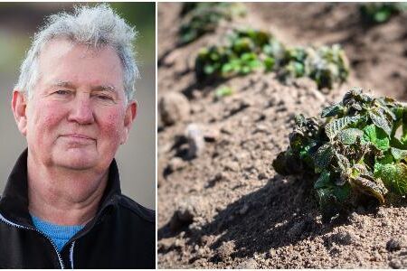 Frostknäppen betyder att säsongen nu förskjuts när knölarna får börja om från start och att det kommer att bli mycket potatis som kommer fram senare i sommar.