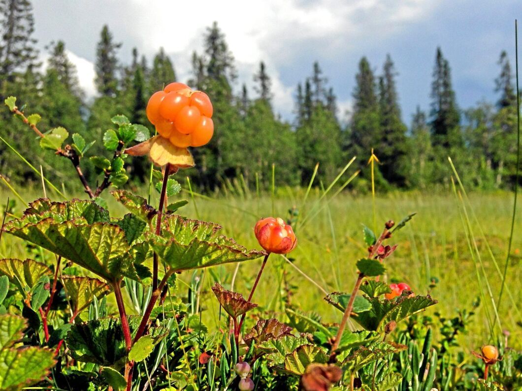 Bärhandlaren Svante Renberg i Harads har aldrig sett så mycket hjortron på myrarna som i år.