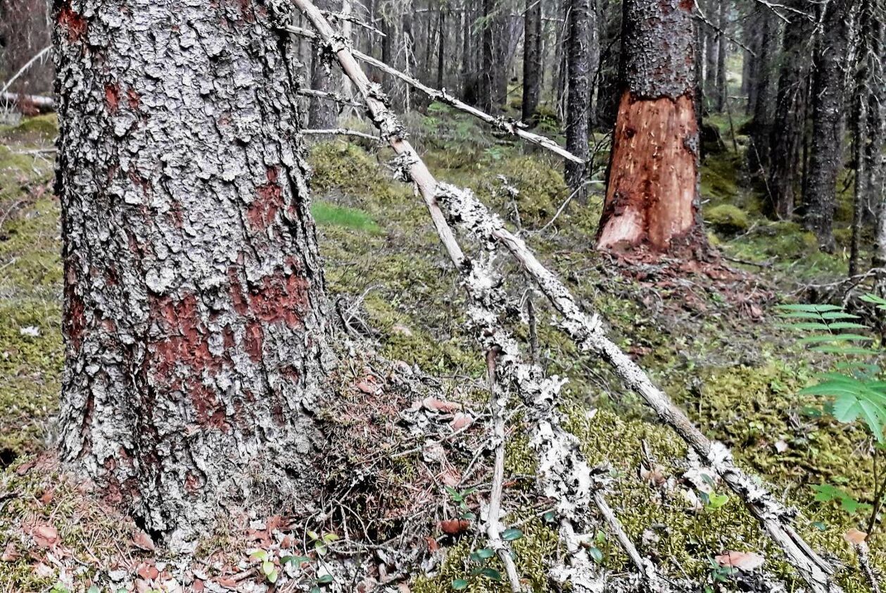 Död granskog efter barkborreangrepp.