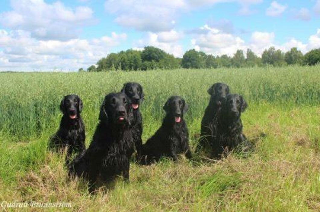 "Jag började med jakt för att låta hundarna göra det de är framavlade till", säger Gudrun Brunnström som i dag har två Flat coated retrievers hemma. Fyra av sex retrievers här kommer från Gudruns egen kennel.