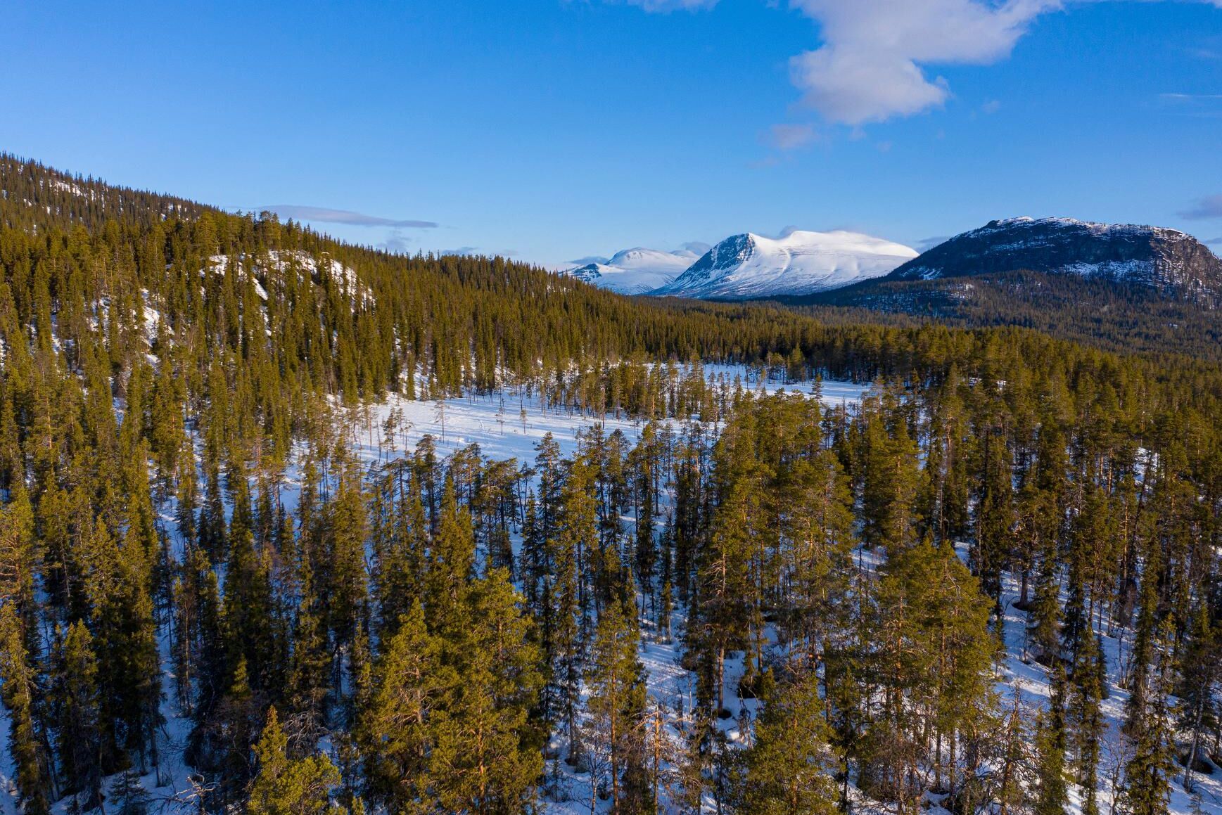 Ersättningar för fjällnära skog hotar att slå ut annan naturvård, menar myndigheten i ett brev till regeringen. Arkivbild.