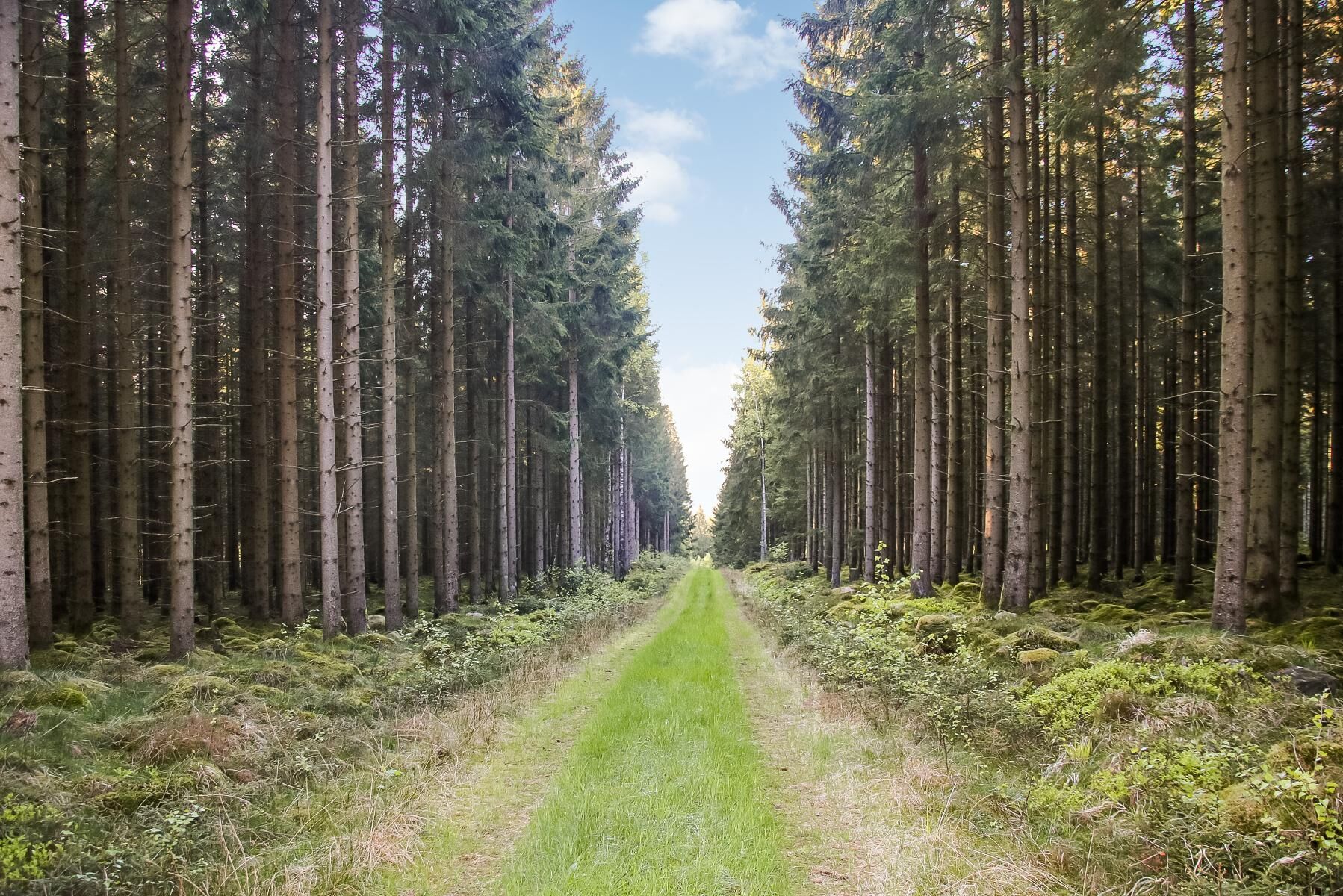 Skogsfonden Silvestica Green Forest köper 5 200 hektar skog i Halland av Stora Enso, men säljer vidare 1 400 till skogsägare i närområdet.