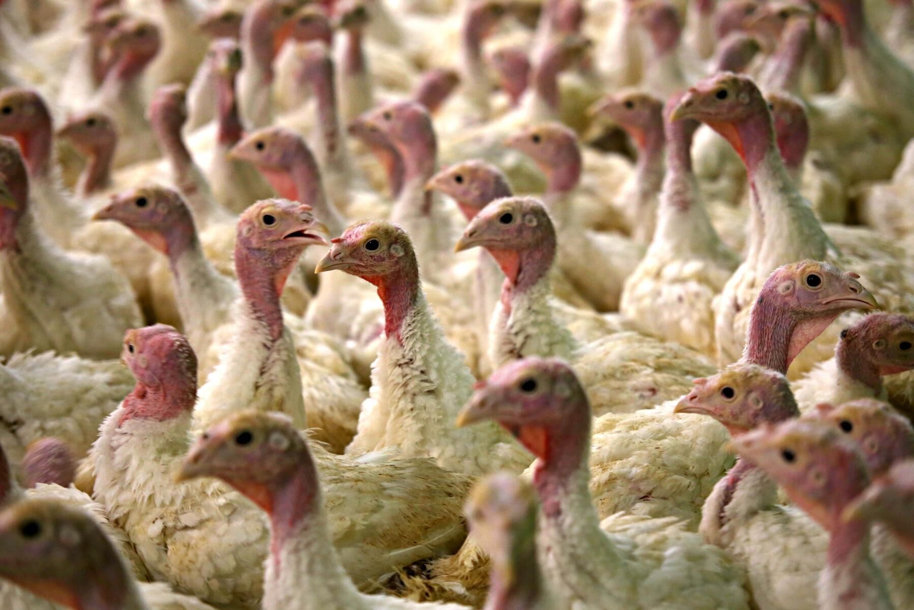 4 000 kalkontuppar fick avlivas efter att fågelinfluensa av typen H5N8 konstaterats på en gård i Skåne. OBS arkivbild, kalkonerna på bilden är inte från den aktuella gården.