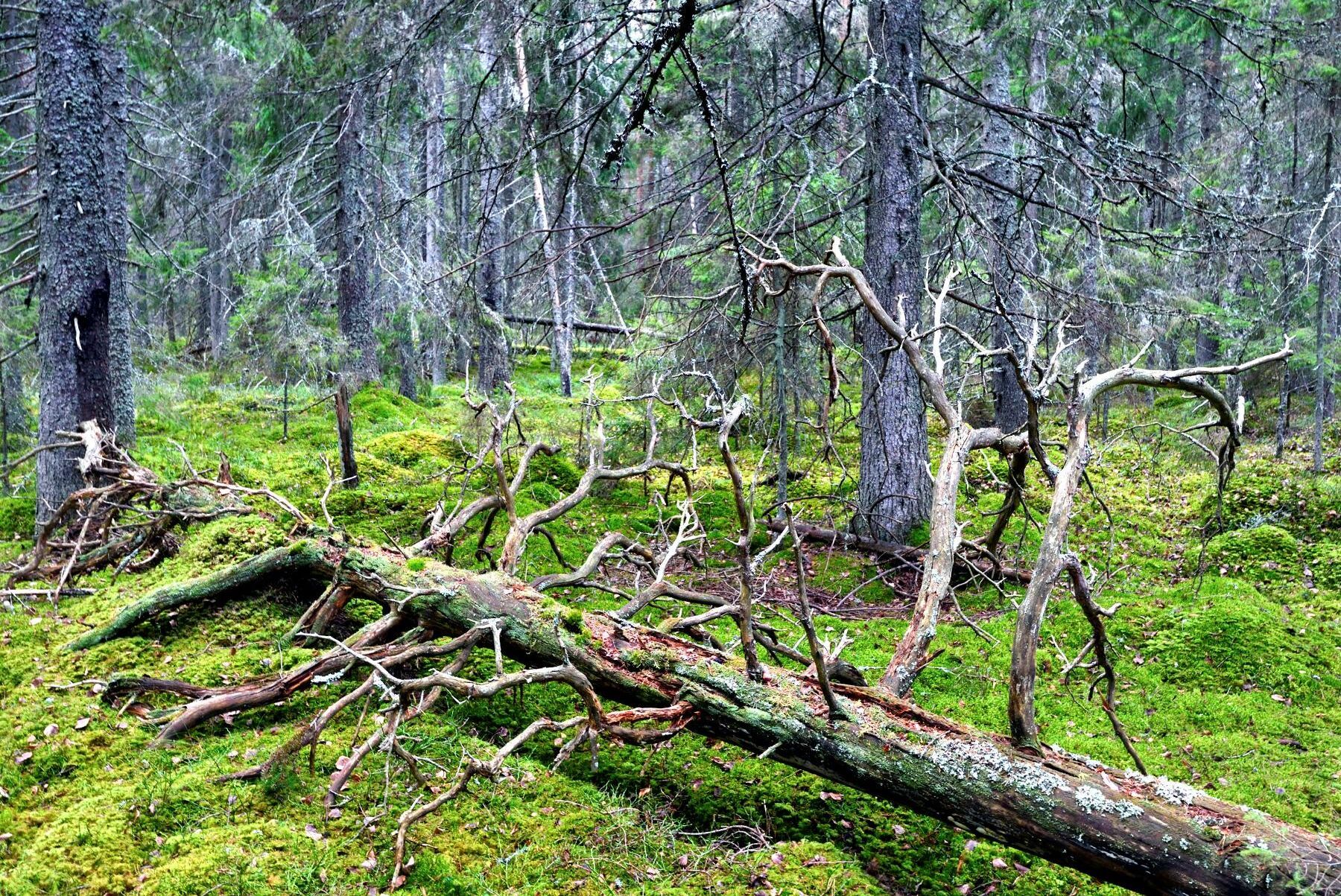 Gammal skog fungerar dåligt som kolsänka, enligt danska forskare. Däremot har den stor betydelse för den biologiska mångfalden.
