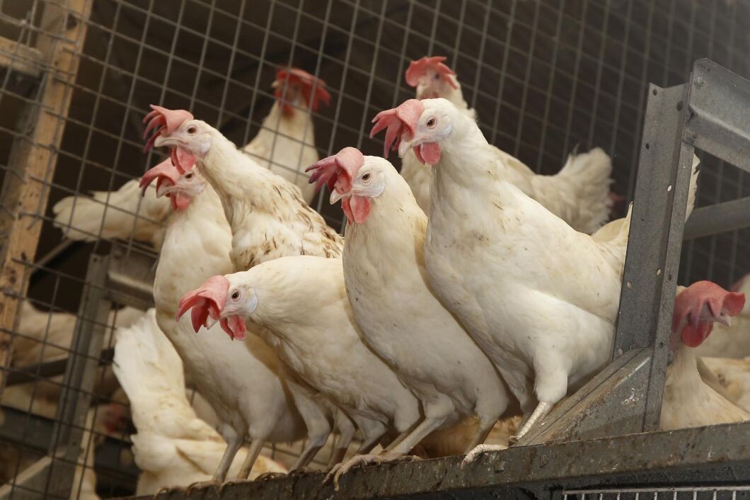 En värphönsbesättning har drabbats av H5N8.