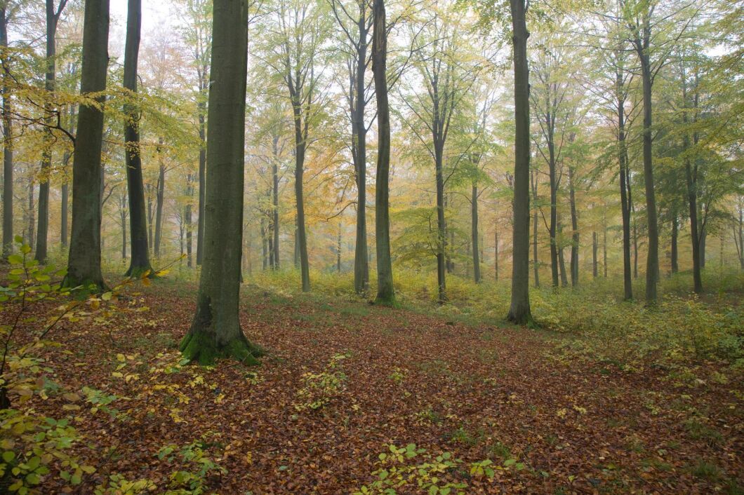 Skog i södra Sverige.