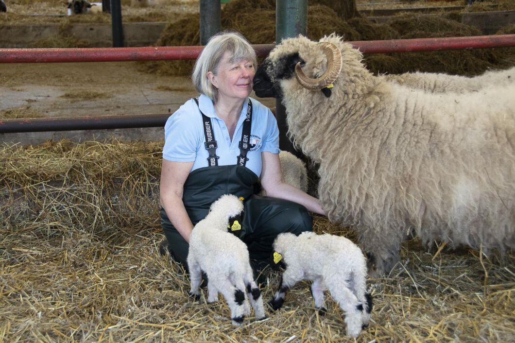 Marita Tauni är veterinären som blev fårbonde och som dessutom utvecklat en strategi för att få tackorna att lamma under dagtid.
