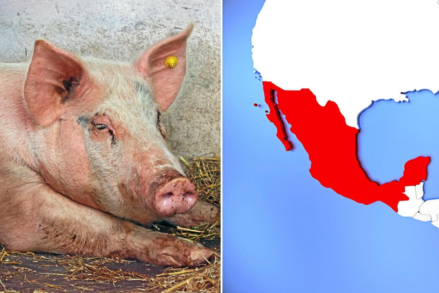 Förra året stod USA för 90 procent av Mexikos importerade fläsk och nu öppnar landet upp för att importera från Kanada eller EU.