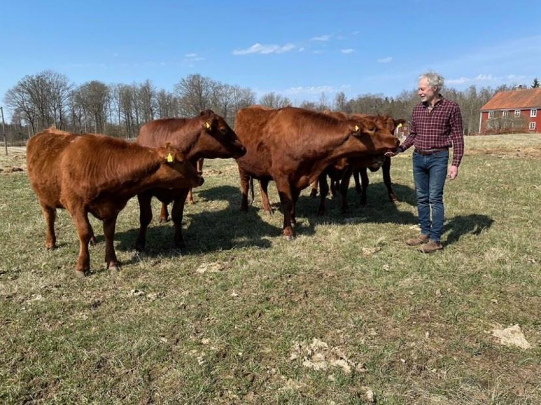 Boris och Johnny Johansson i hagen. Flocken består av 10-15 djur. Stutarna kastreras och slaktas efter tre år.