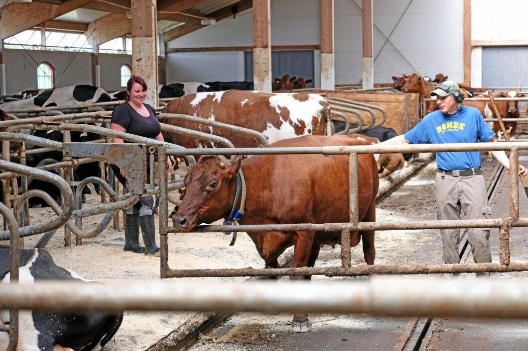 Hösten 2011 flyttade korna in i den nya ladugårdsbyggnaden.