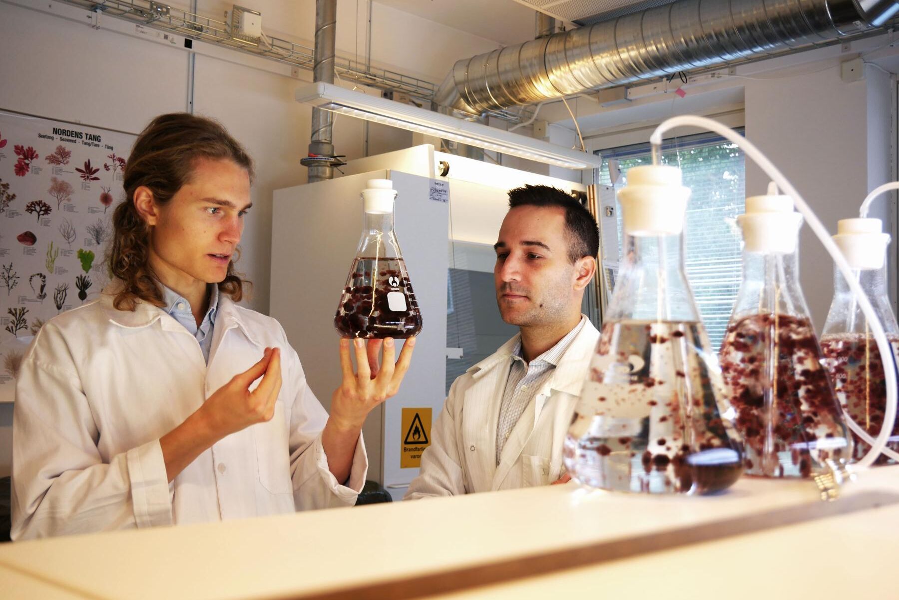 Leo Wezelius, medgrundare Volta Greentech och Dr. Ioannis Dogaris, Senior Research Engineer. Algerna heter Asparagopsis taxformis.
