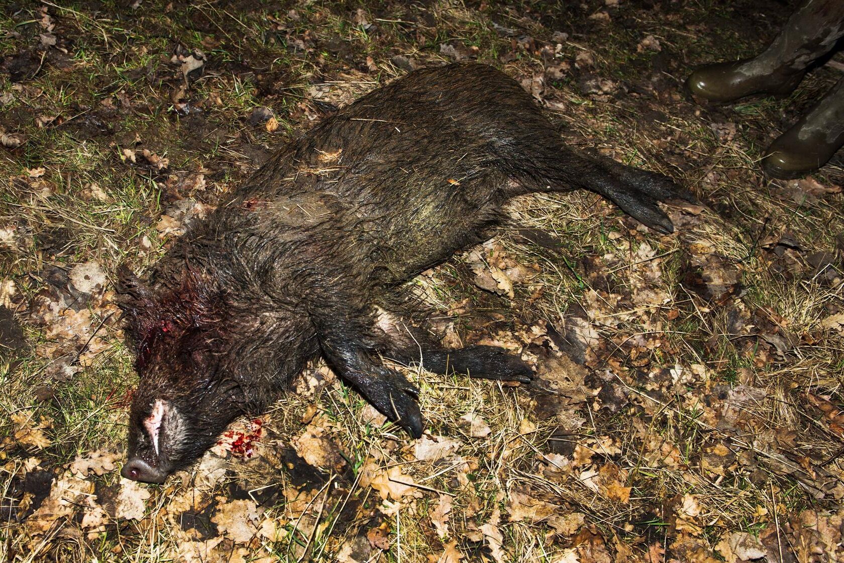 Förra året sköts runt 146 000 vildsvin av jägare i Sverige (arkivbild).