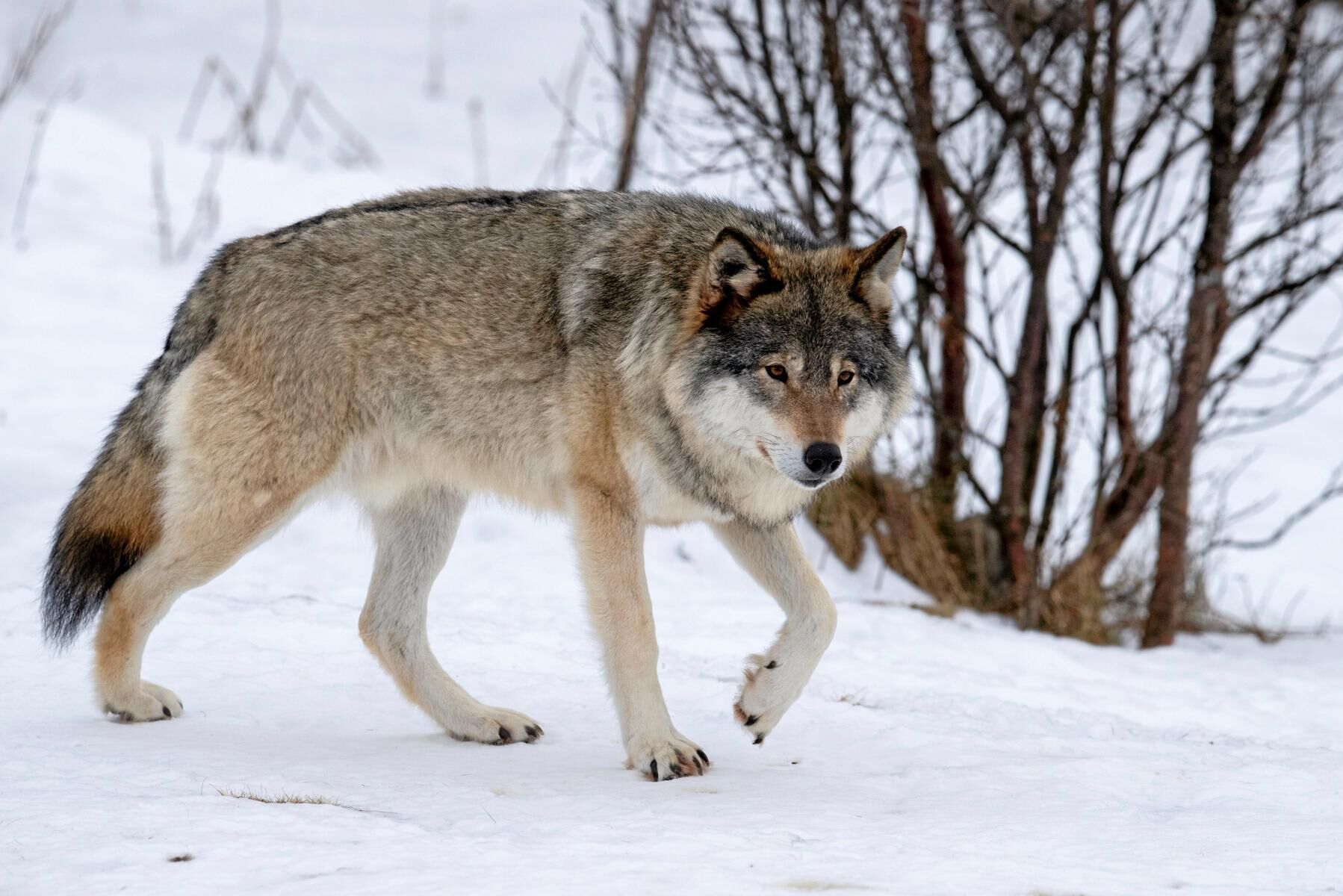 Vargar anses vara genetiskt värdefulla och kommer ursprungligen från reviret i Tiveden i Närke. (Arkivbild)