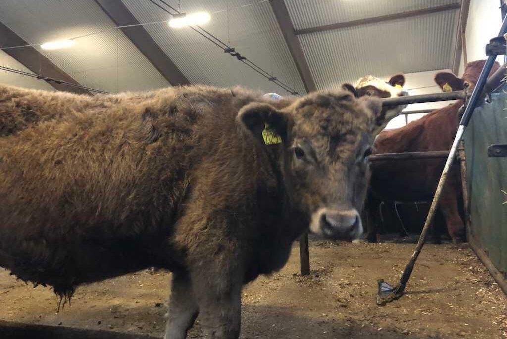 Kobolt kom till genom inseminering och är en blandning av olika raser, såsom Hollstein, SRB, RDM samt en Aberdeen Angus som är hans pappa.