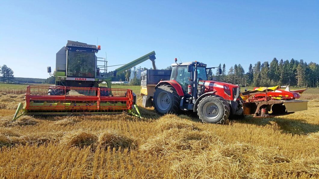 Maltkorn som skördades i september vid Renbergsvattnets Lantbruk utanför Burträsk i Västerbotten.