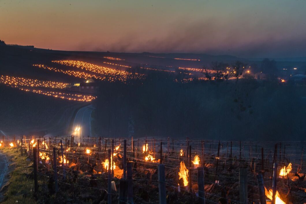 Vinodlare i Chablis, Frankrike, försöker med hjälp av eld skydda skördarna från frost.