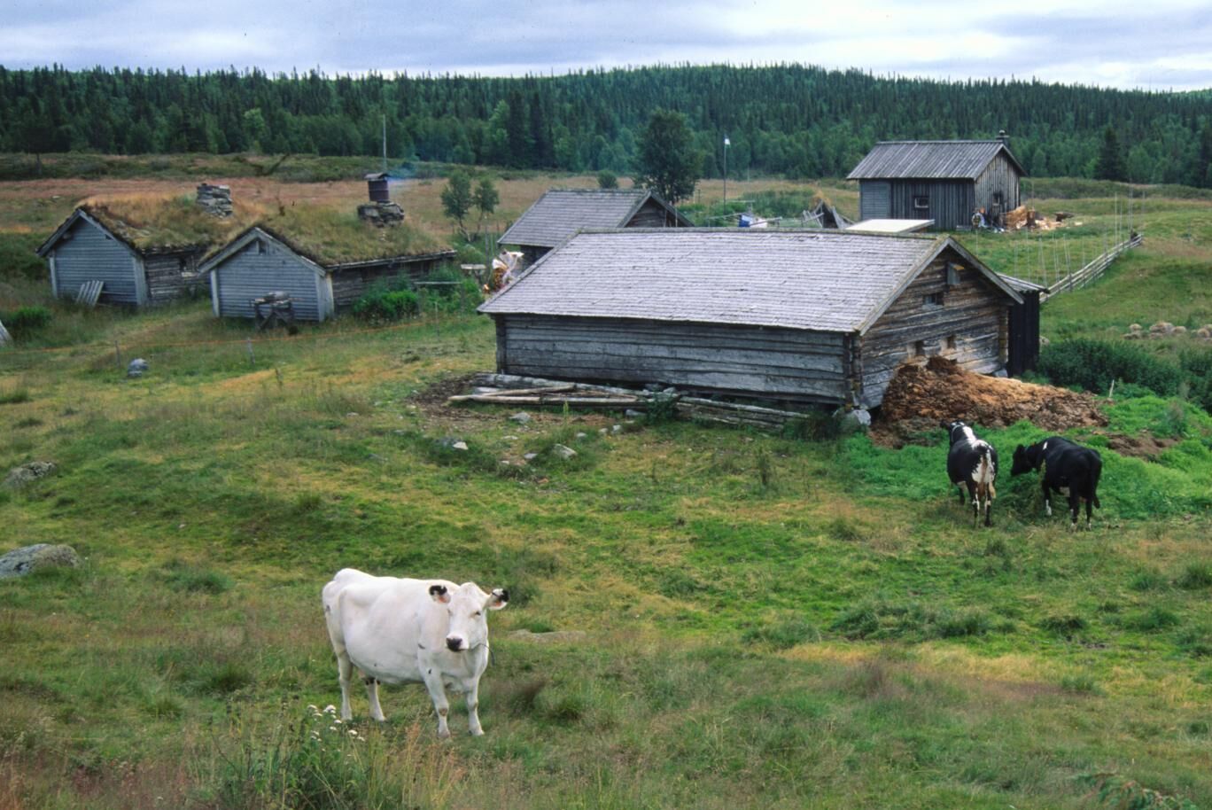 Det ökade rovdjurstrycket gör det svårare att ha djur på fäboden.