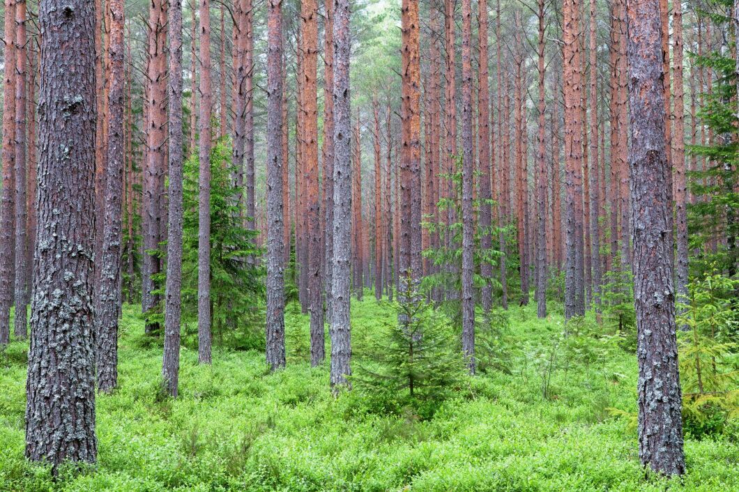 Skogsbruket är framtiden och EU-kommissionen bör ändra inställning, skriver företrädare för MUF.