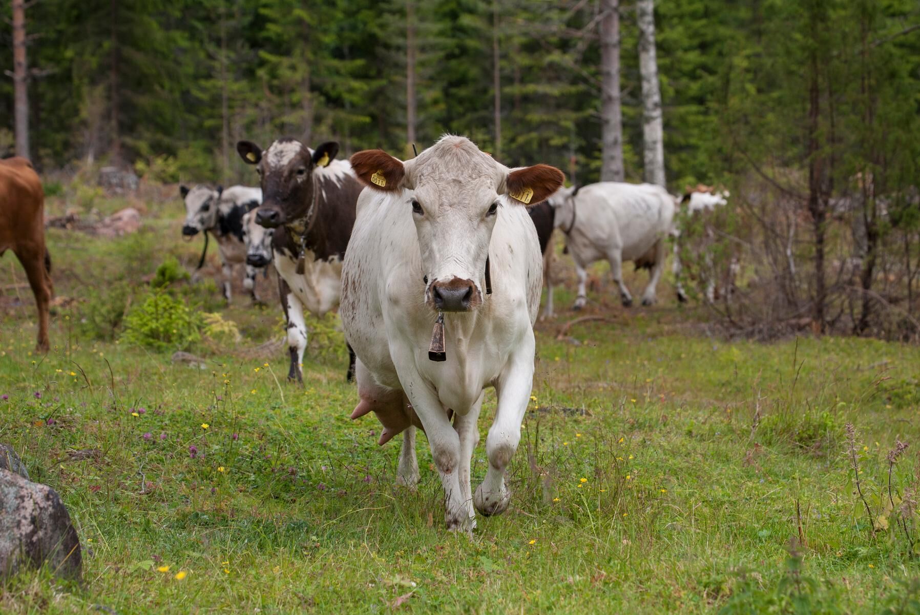Många vill besöka en fäbod på sommaren, njuta av idyll och tradition, och köpa lite smör.