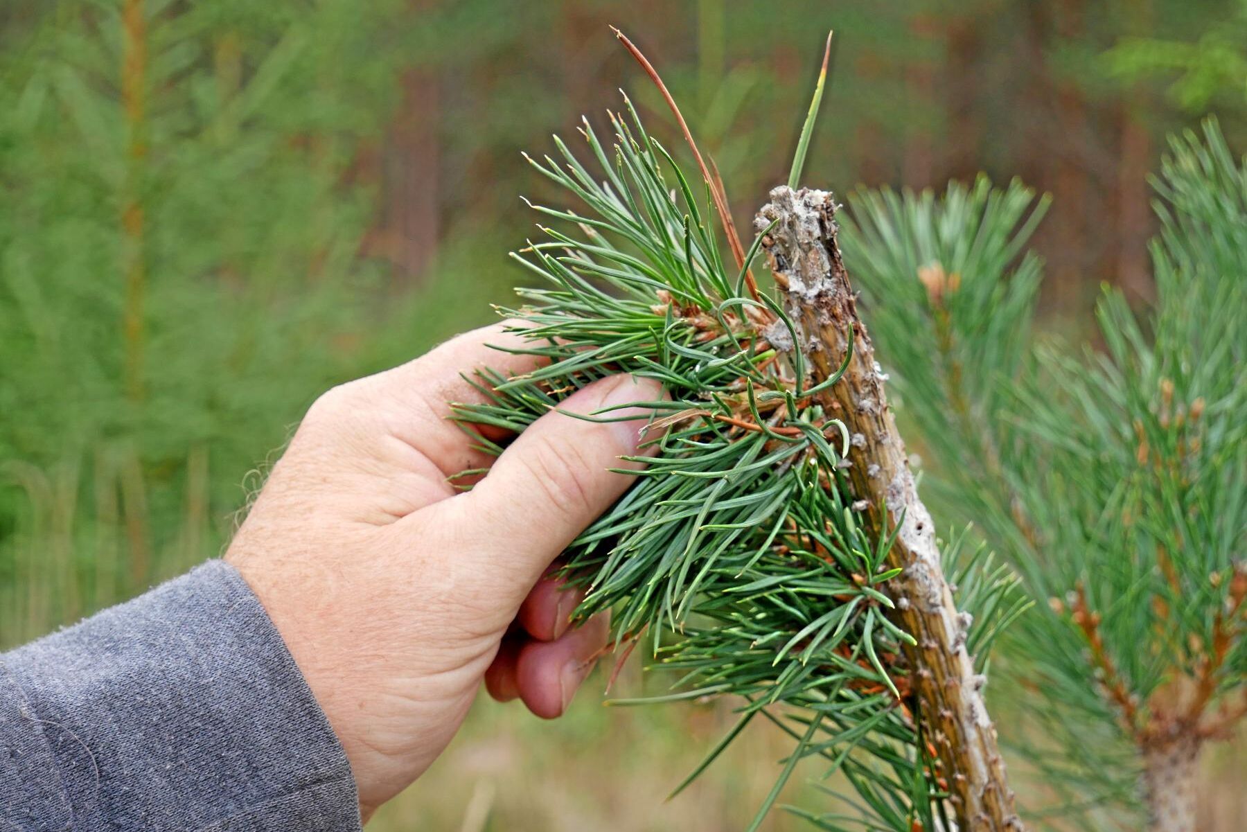 Hjortdjur mumsar på tallarna i oförminskad skala i Svealand och Gävleborgs län. Skadornas värde uppskattas till miljardbelopp varje år, och betestrycket försvårar också en klimatanpassning av skogen.