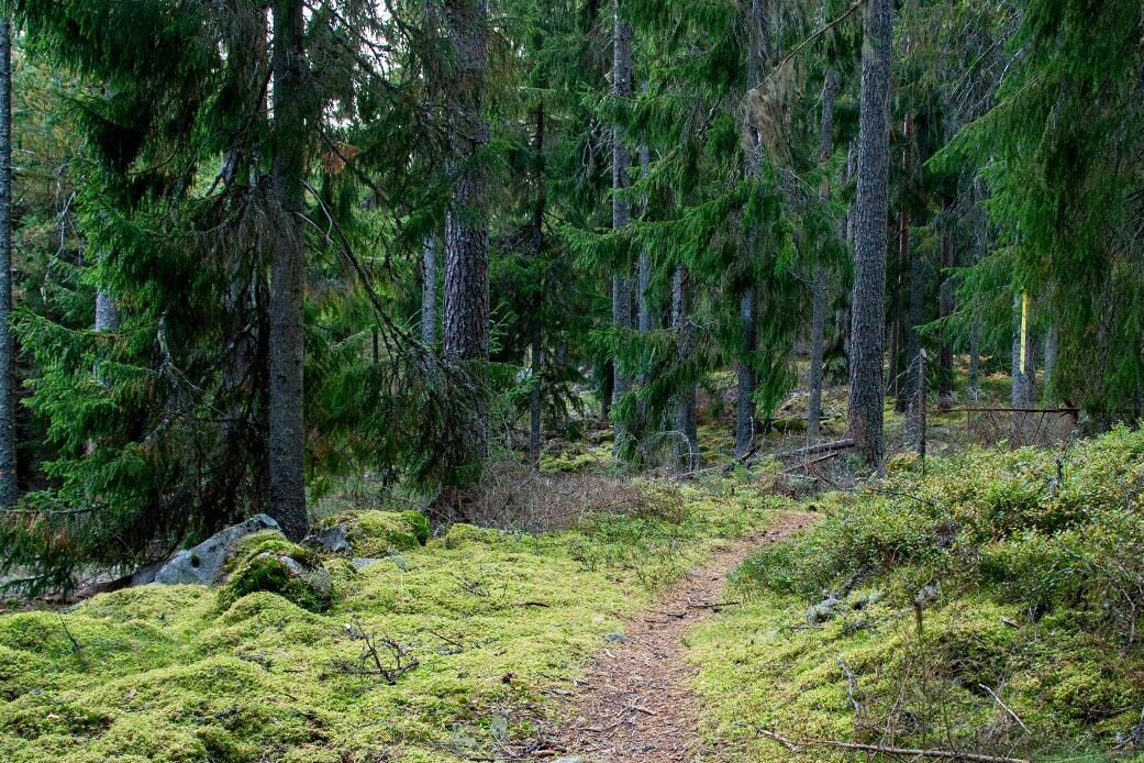 Pengarna kommer användas till statens del av Lantmäteriets förrättningskostnader och till förarbeten inför omarronderingar, som är helt kostnadsfria för markägarna. Arkivbild.
