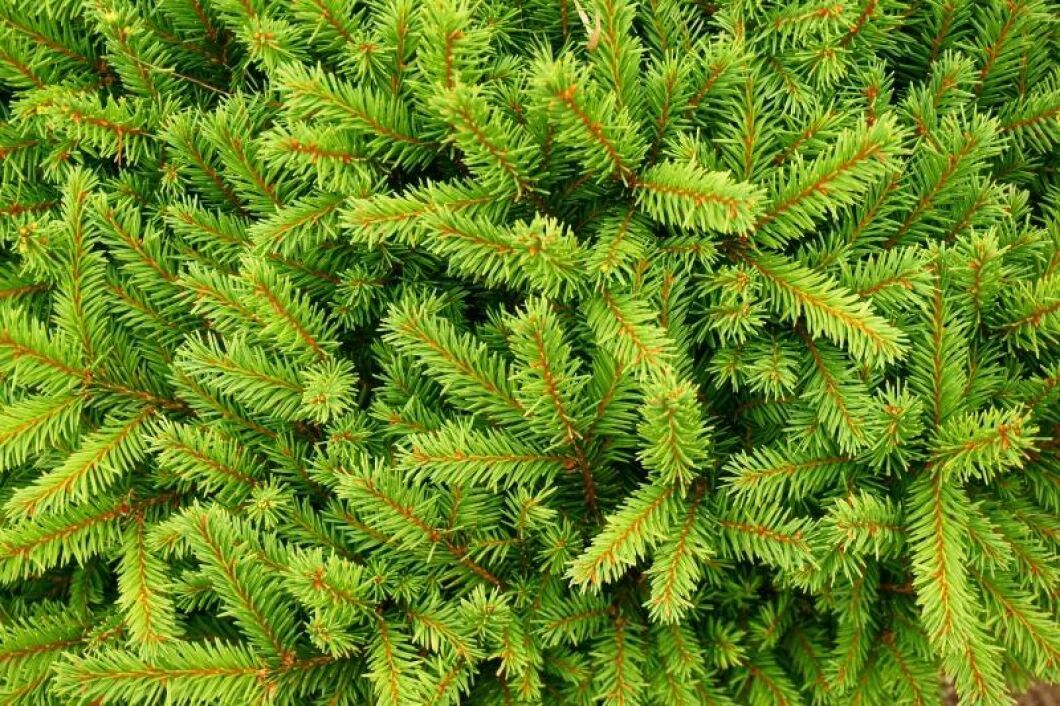 Mark- och miljödomstolen ger lantbrukaren rätt att plantera gran på betesmark.