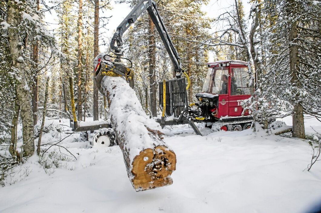 Terri-entreprenören Alf Isaksson har fått det lite udda uppdraget att skota ut virke från en annan naturskog till den här. Det är stora gamla stockar, med rödlistade arter, som läggs som lågor i den "nya" gammelskogen.