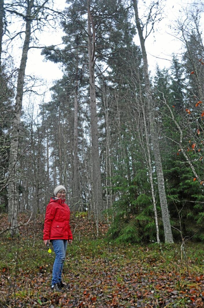 I den här slänten med lövskog gömmer sig fullvuxna tallar, som glömts kvar när fokus har legat på de stora, lättillgängliga ytorna. Ett typiskt ”hörn”.