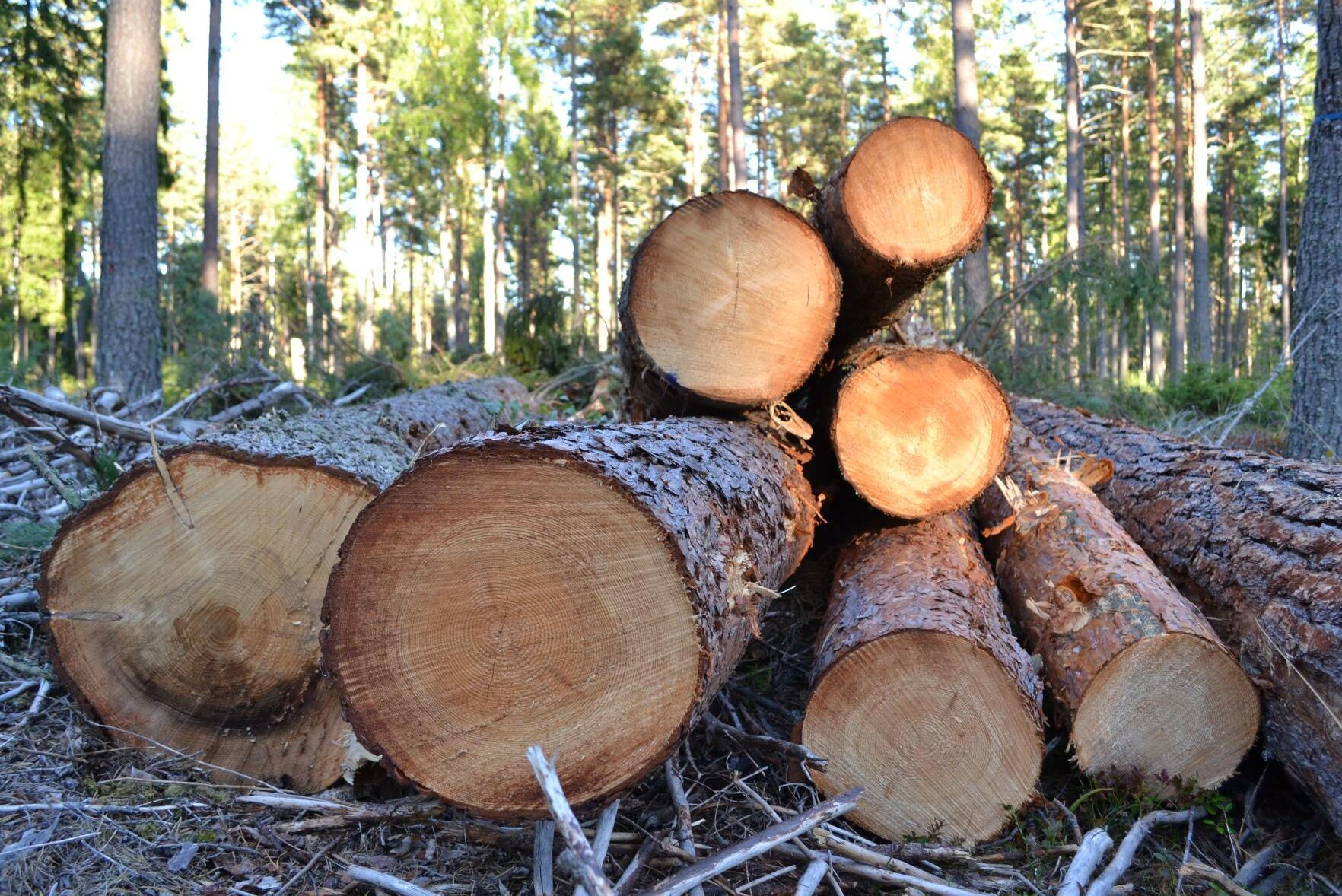 Medlemmarna i Mellanskog får en premie på timmer – men samtidigt sänks massavedpriset.