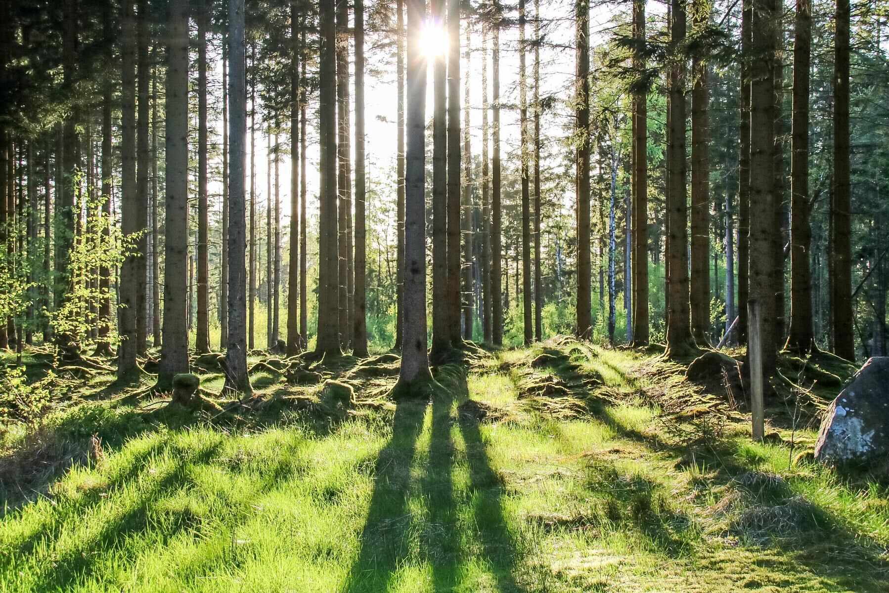 Försäljningen omfattar bland annat 2 300 hektar i Tönnersjöheden, välbekant mark för skogligt utbildade i Sverige på grund av de fältförsök som SLU och Skogforsk bedrivit där.