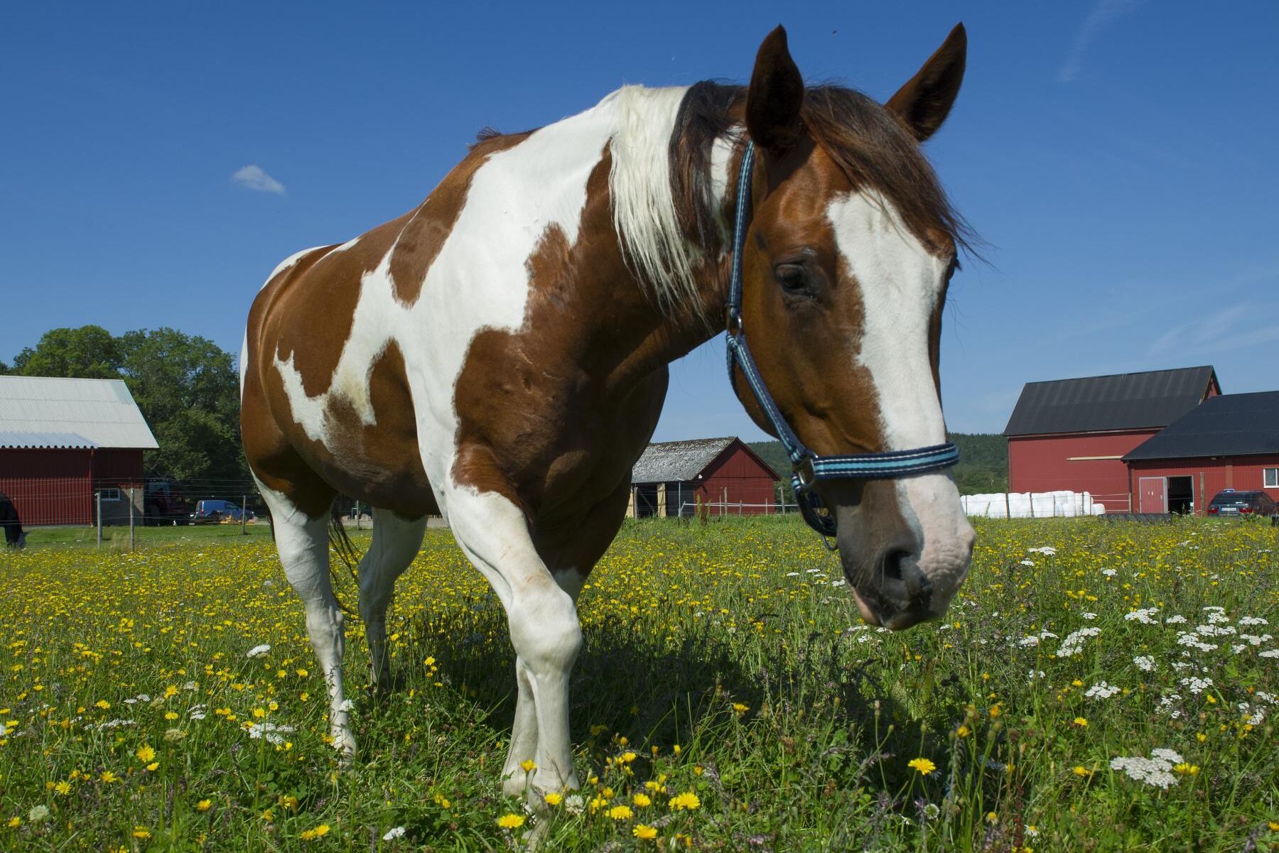 När livet känns tungt blir det ofta lite lättare om du går ut i stallet, skriver debattörerna från Centerpartiet.