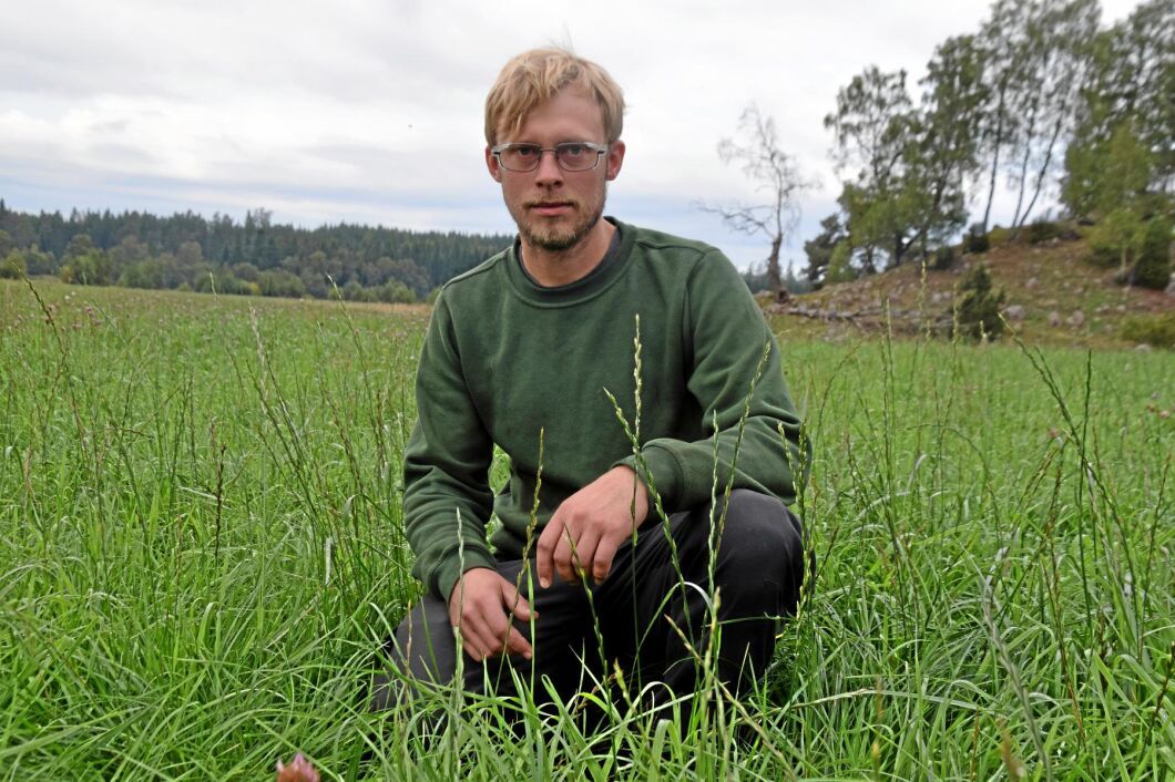Tredjeskörden ser ut att bli riktigt bra där vallen vattnats konstaterar Fredrik Larsson.