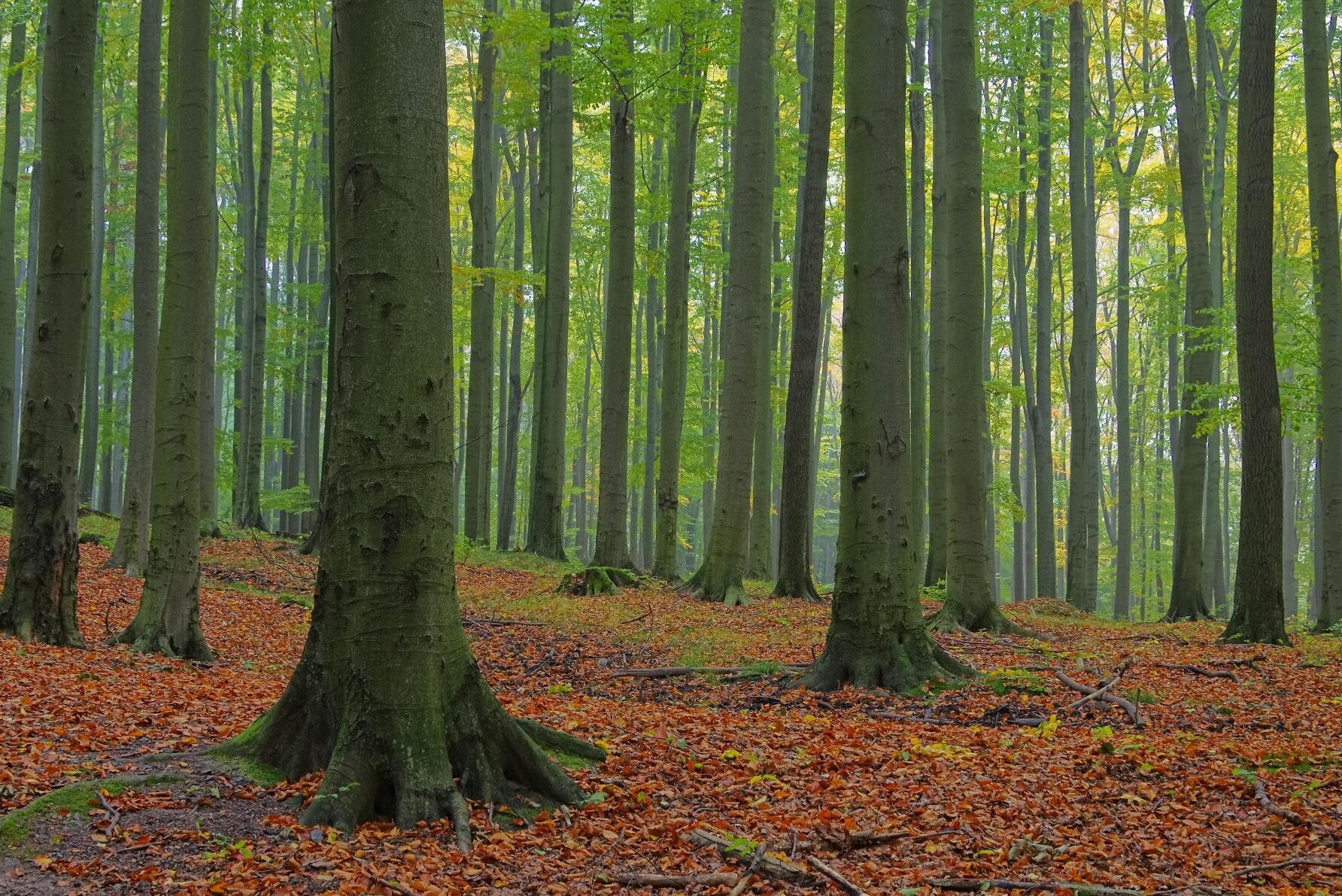 57 procent av skogen i Danmarks skogar lövskog, och när regeringen stoppar all avverkning på 16 000 hektar innebär det problem för exempelvis boksågverk. (Arkivbild)