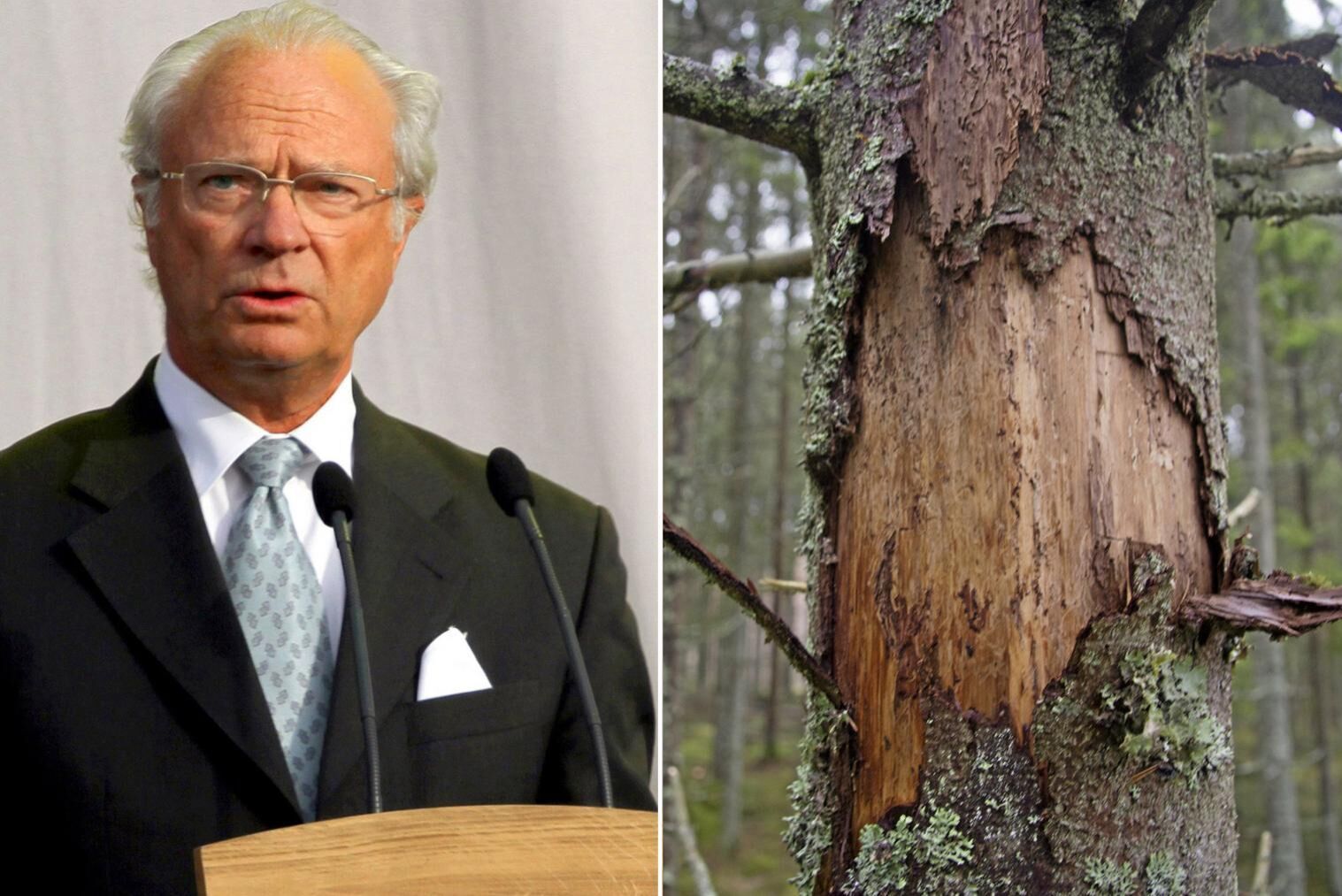 Stenhammars slott har tidigare blivit angripna av granbarkborrar men i och med att mycket av skogen räknas som reservat så är avverkning svår att få beviljad. Arkivbild.