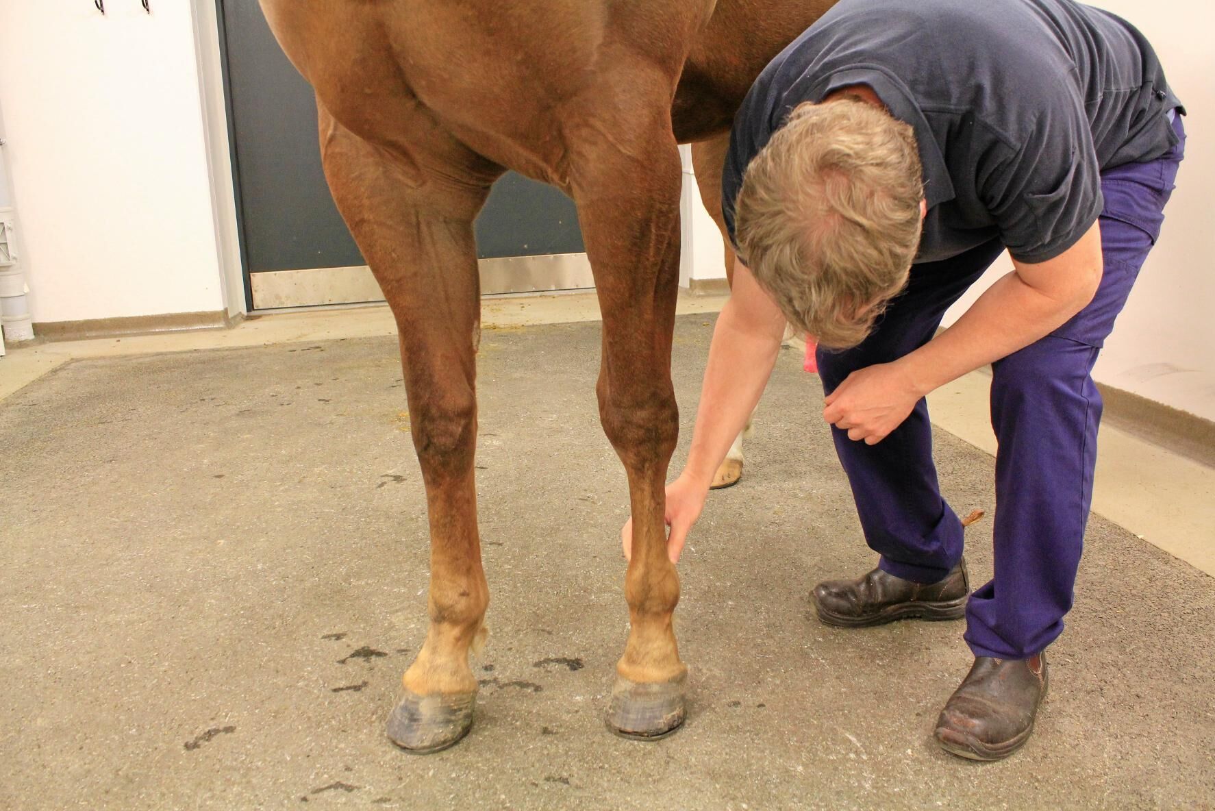 Veterinär Ove Wattle undersöker en patient på universitetsdjursjukhuset i Uppsala.