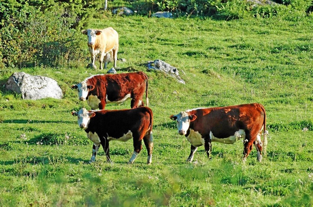 Klimatrapporten som nu släppts av FN:s klimatpanel IPCC visar att utsläppen från markanvändning i världen står för 23 procent av de globala utsläppen.