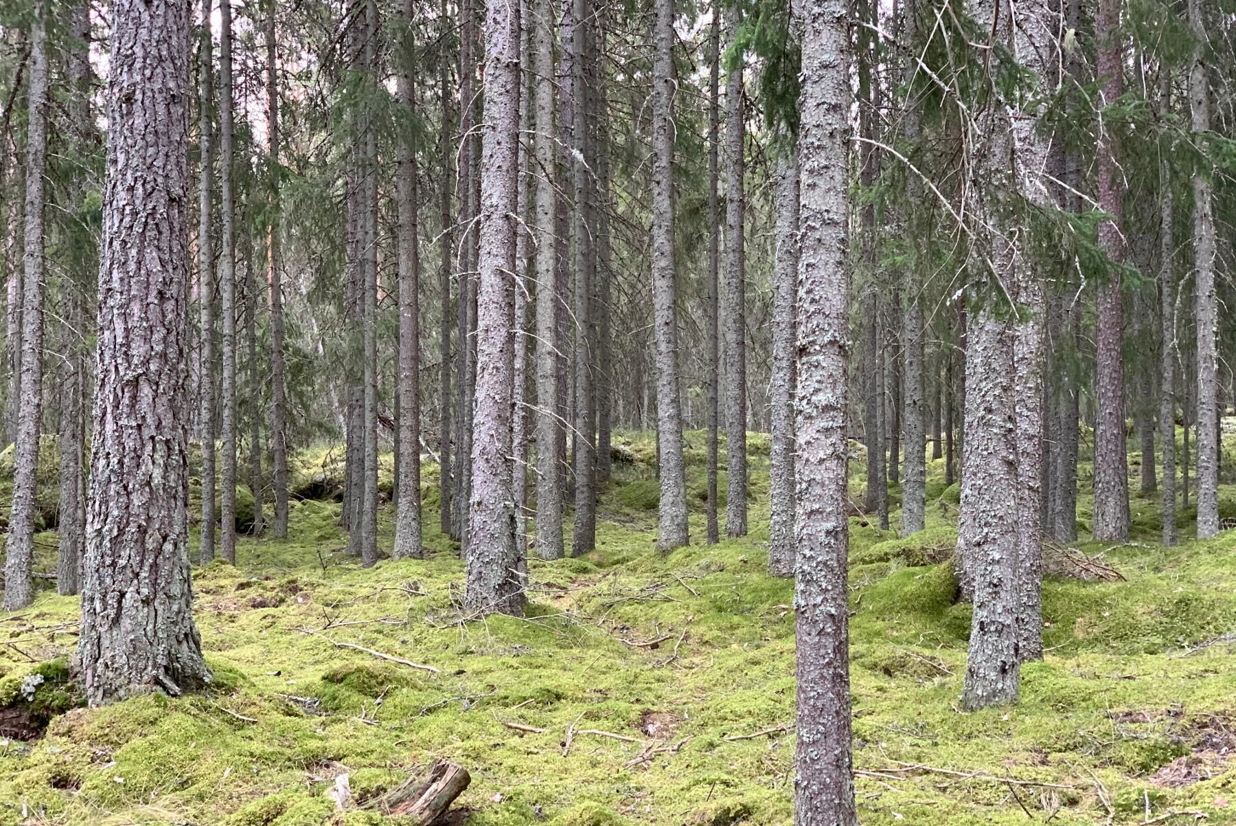 80 procent av den talldominerade skogen är under sextio år, och tillväxten beräknas till 5 000 kubikmeter per år.