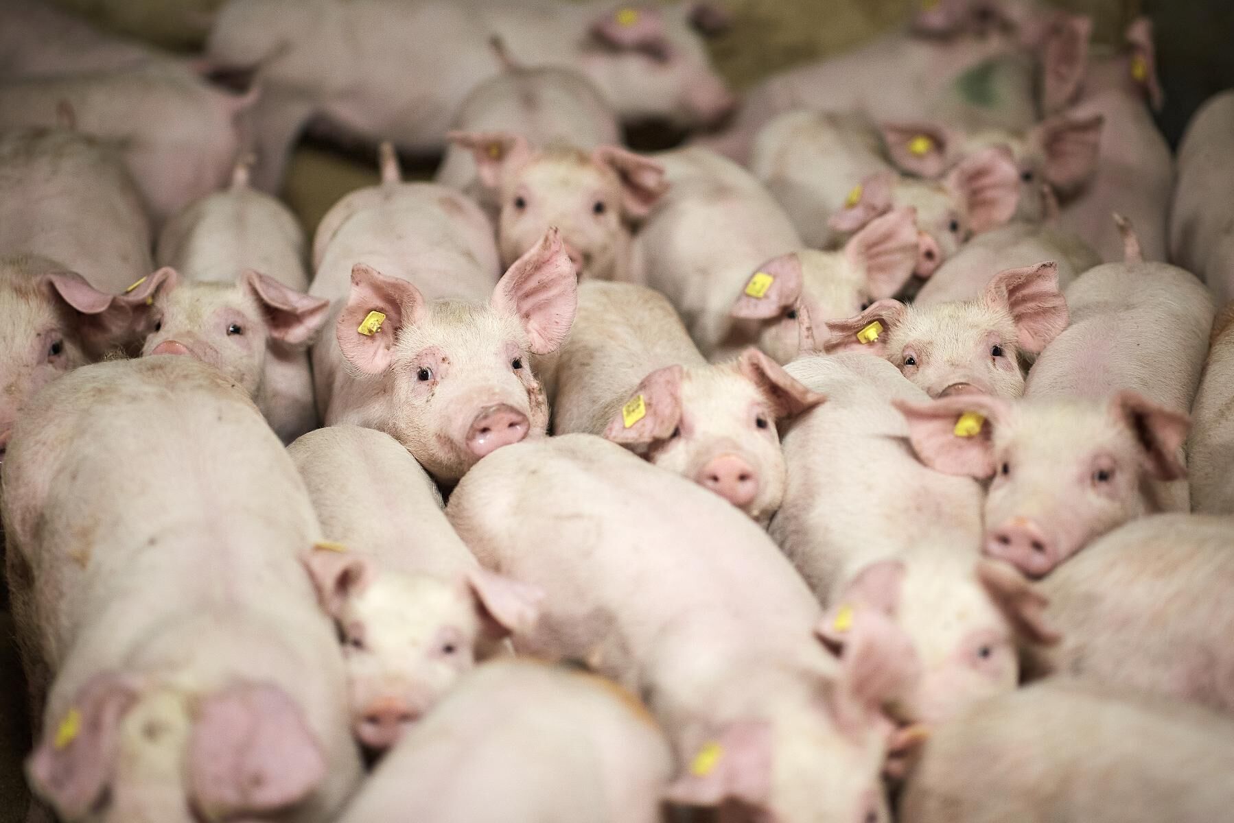 Danmark har ökat sin export av griskött till länder utanför EU med 28 procent under det senaste året.