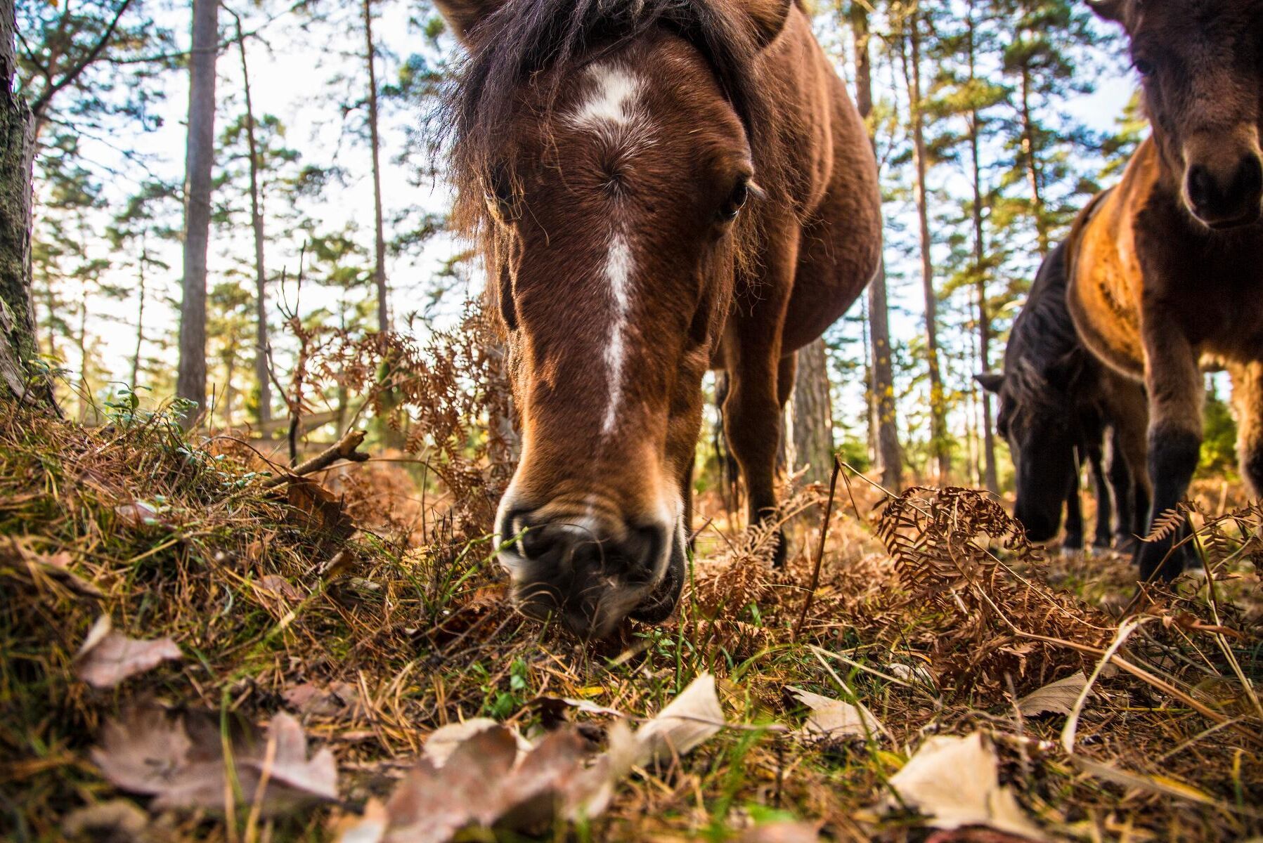 Marker betade av gotlandsruss var populärare bland humlor och fjärilar än obetade områden, enligt forskning vid SLU. (Arkivbild)