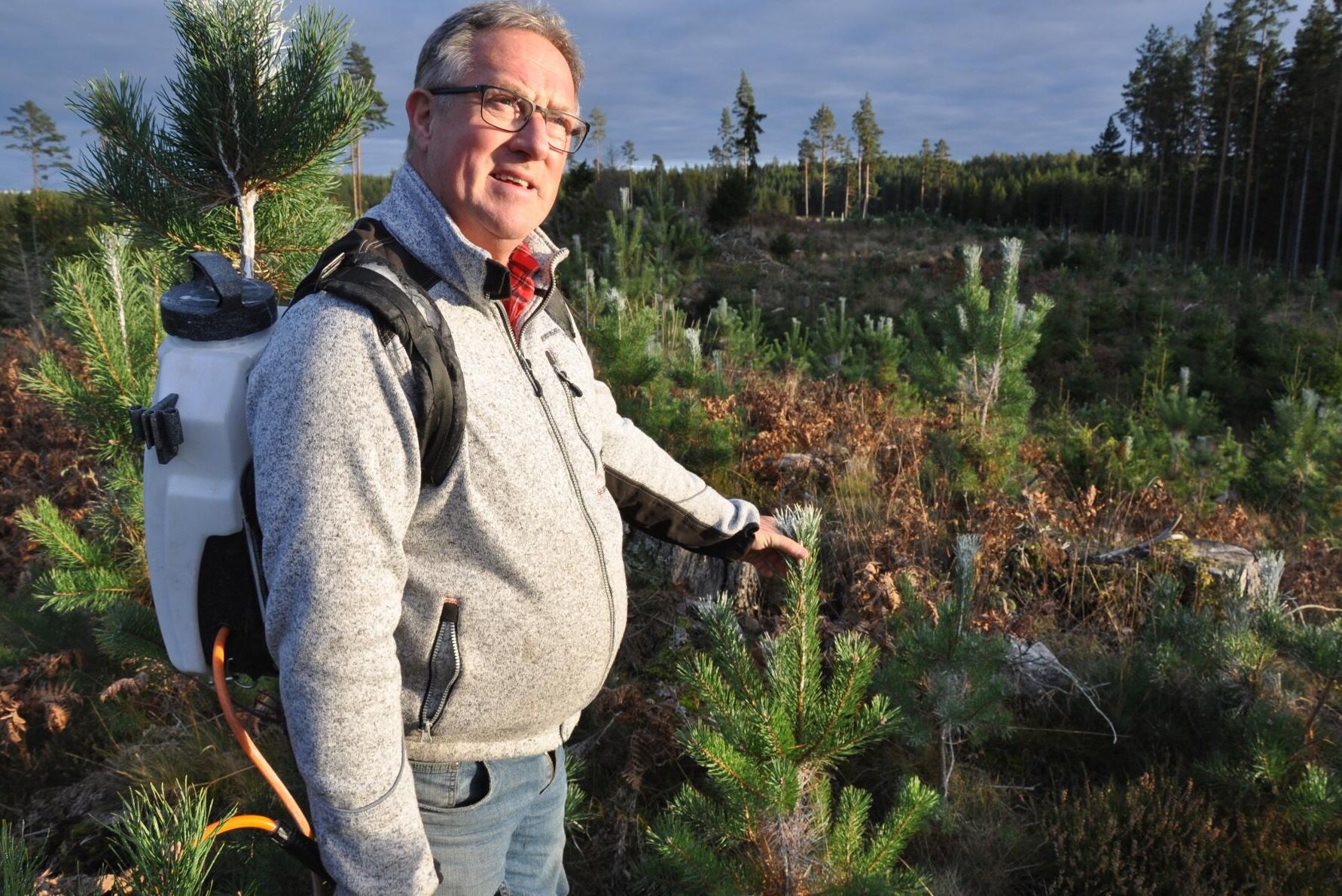 Granplantorna får vara gröna. Men gårdens unga tallar ser randiga ut nu, medlet sitter kvar så att de syns var de sprutade senast och därmed hur mycket träden växer.